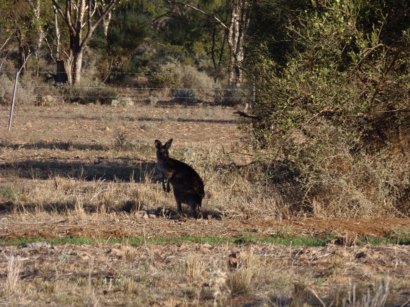 Solo Steve On The Road LIGHTNING RIDGE
