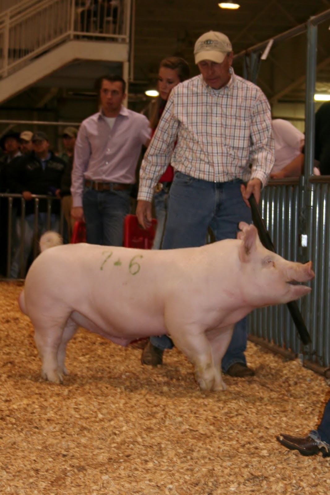 National Swine Registry 2011 NSR Fall Classic Yorkshire Breeding Results