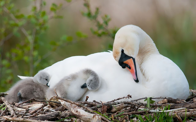 Wallpaper of swans in their nest