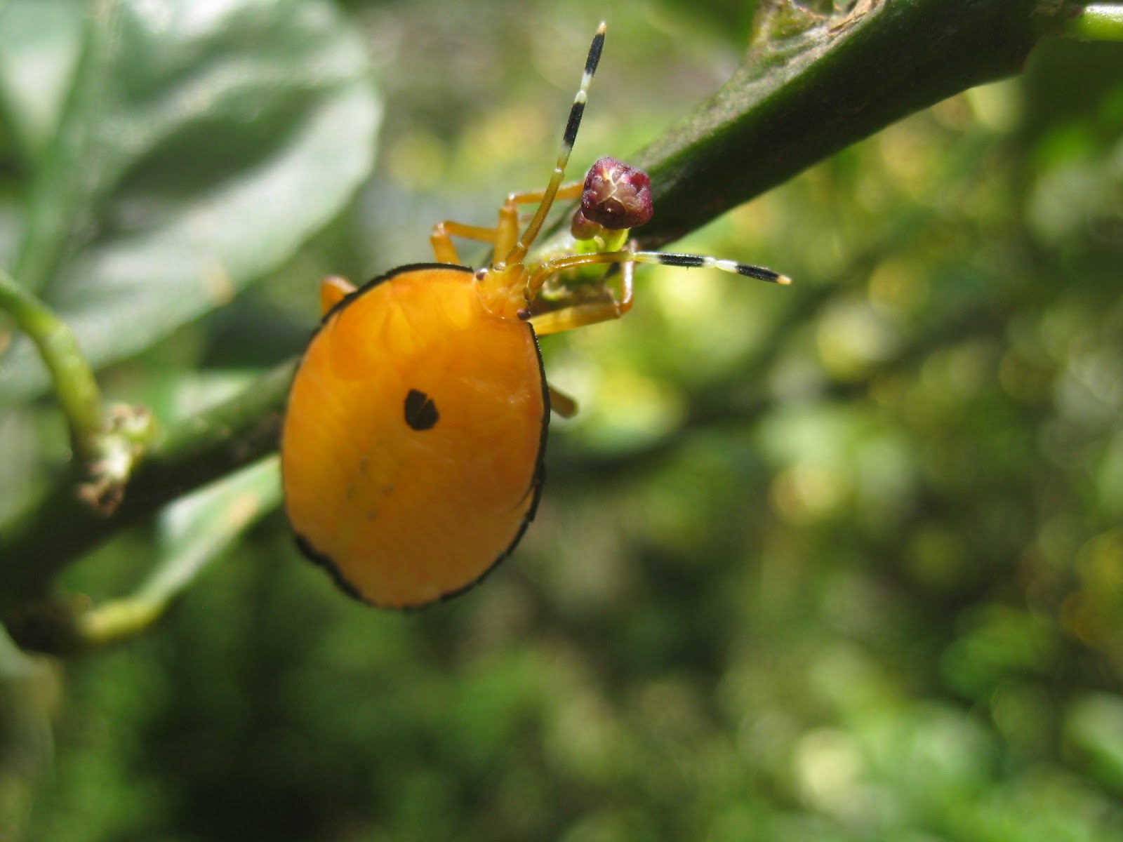 Chemical free harliquin beetle control