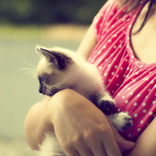 Cute Siamese Kitten 