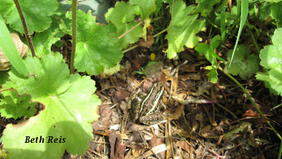 Frog in geraniums