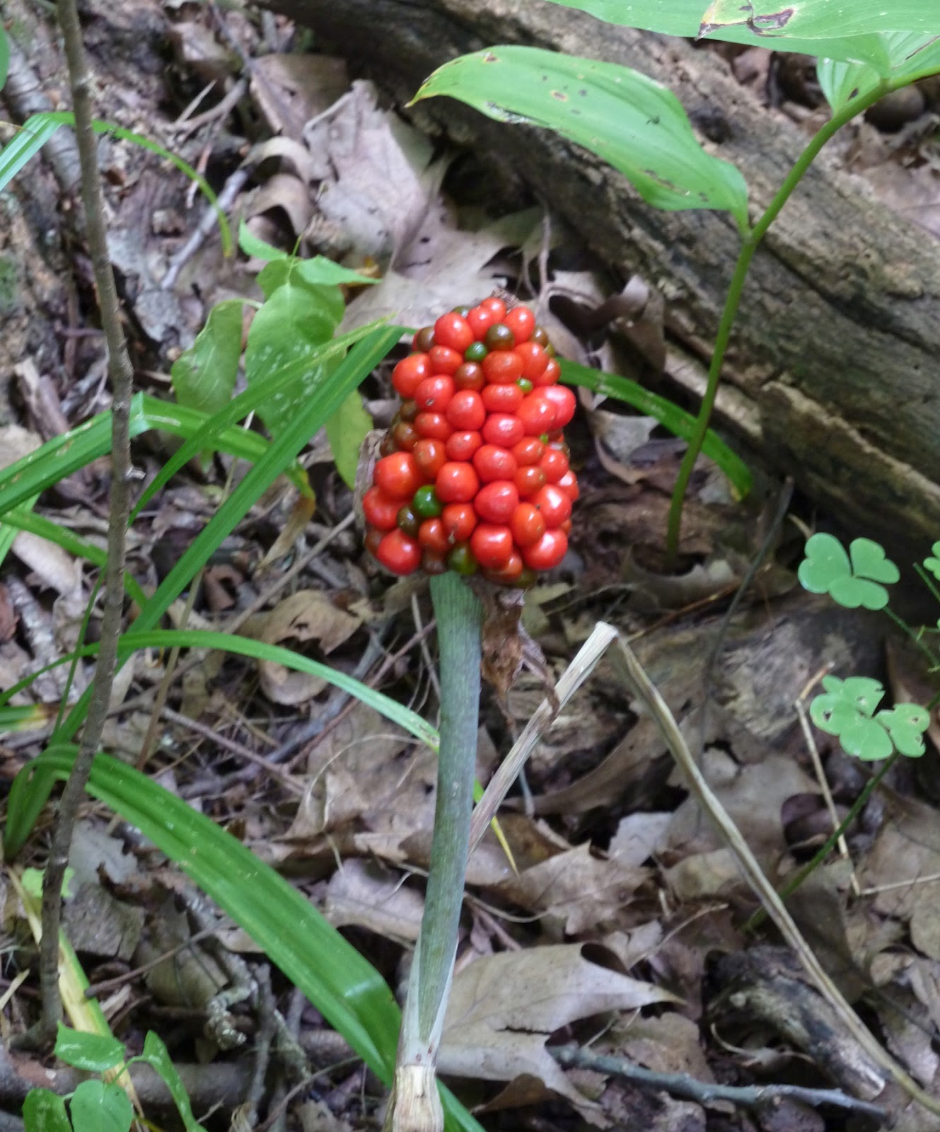 Pewaukee Daily Photo August 2012