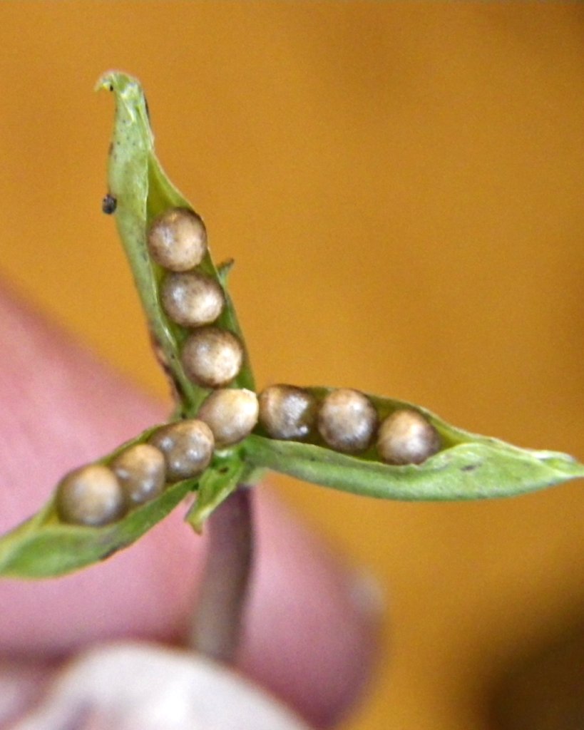 Nature Posts October 2011