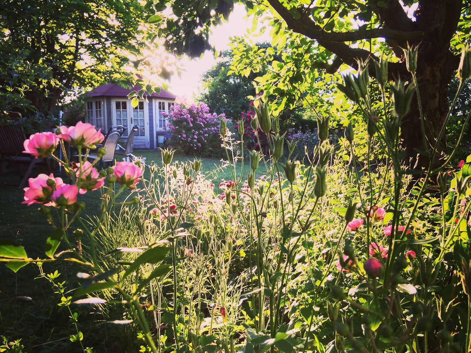 Mein wilder Garten •