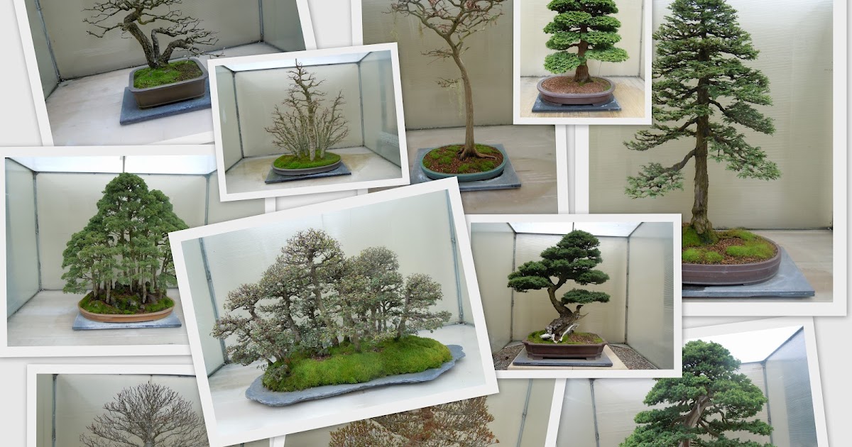 The Oregon Trail Pacific Rim Bonsai Collection