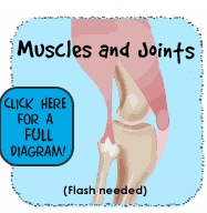 Mrs. Reed's Science Class : Human Anatomy