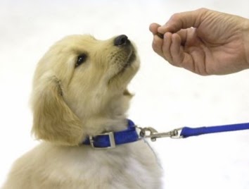 entrenamiento canino entrenamiento de perro, como enseñar a un perro a no morder, educar a un perro, perro con correa, perro con una correo, un perro blanco, dandole comida al perro, educación para perros, como enseñar modales a un perro pequeño, como puedo educar a mi perro desde pequeño