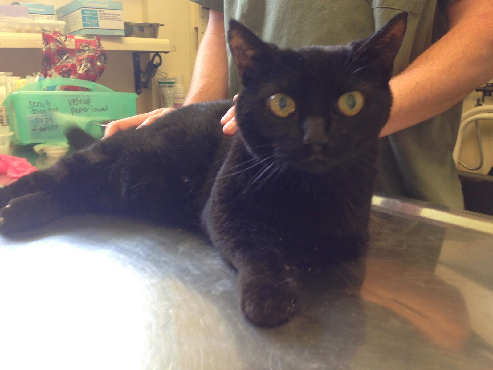 Diary of a RealLife Veterinarian A Simple Reason Your Older Cat Can't