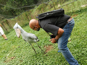 Endangered " Shoebill Stork " in the wet eco system enclosure of the zoo.