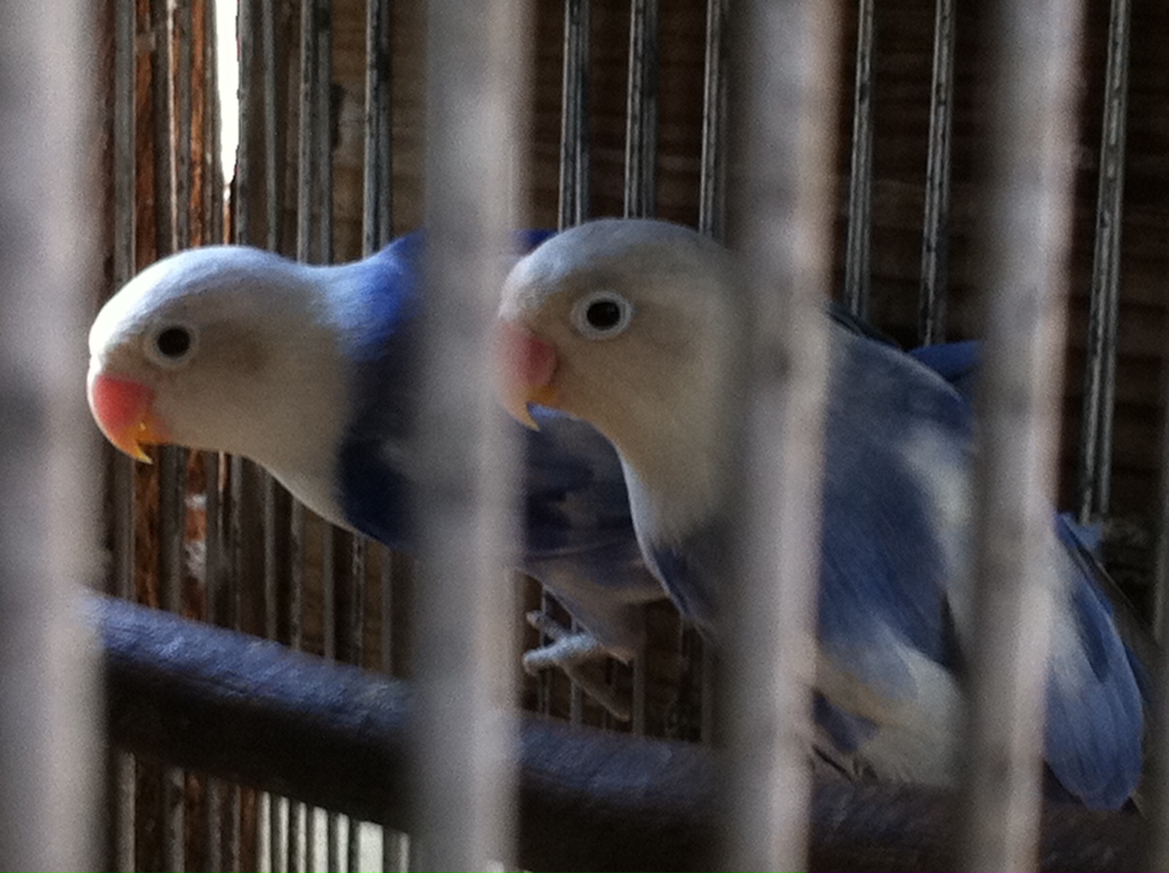iblog mo african love birds for sale iblog mo african love birds for sale