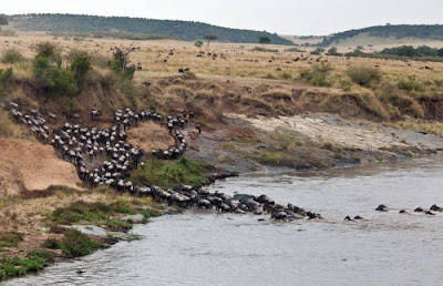 Amazing Story In Kenya Antelope Saved by a Hippo Seen On www.coolpicturegallery.us