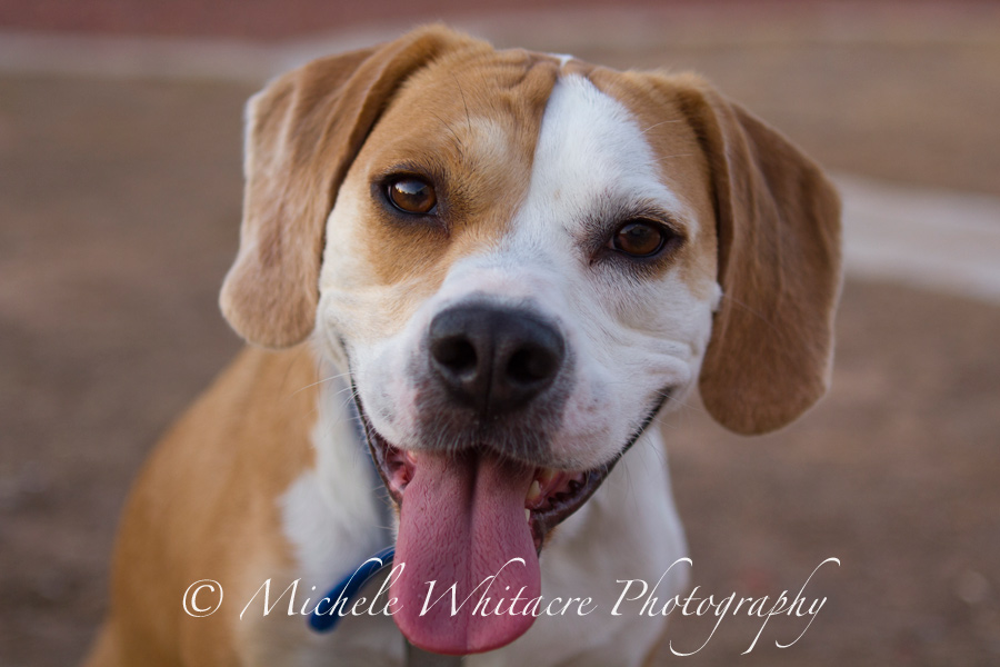 Michele Whitacre Photography Blog Tips + Tricks Photographing Dogs