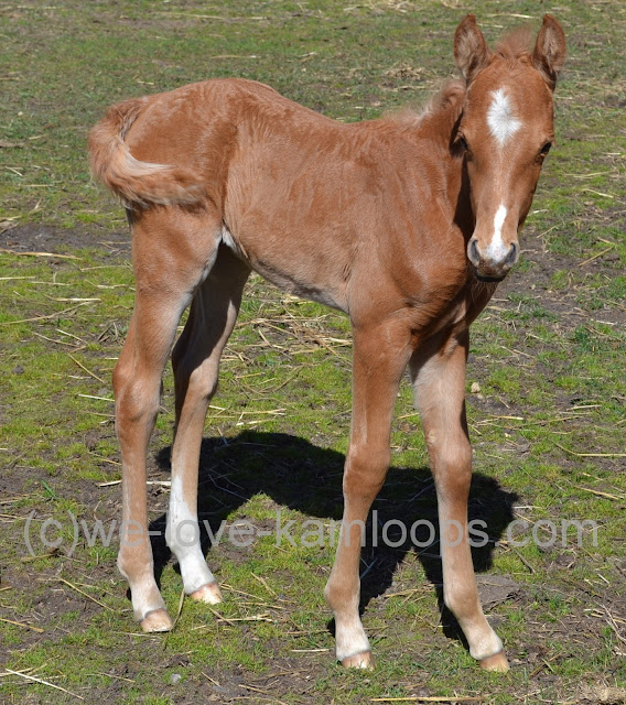 The colt stands for a moment for the photo