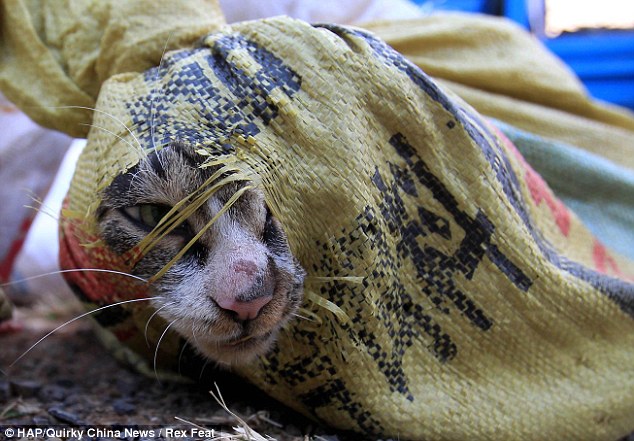 Rescatados gatos en China destinados a restaurantes