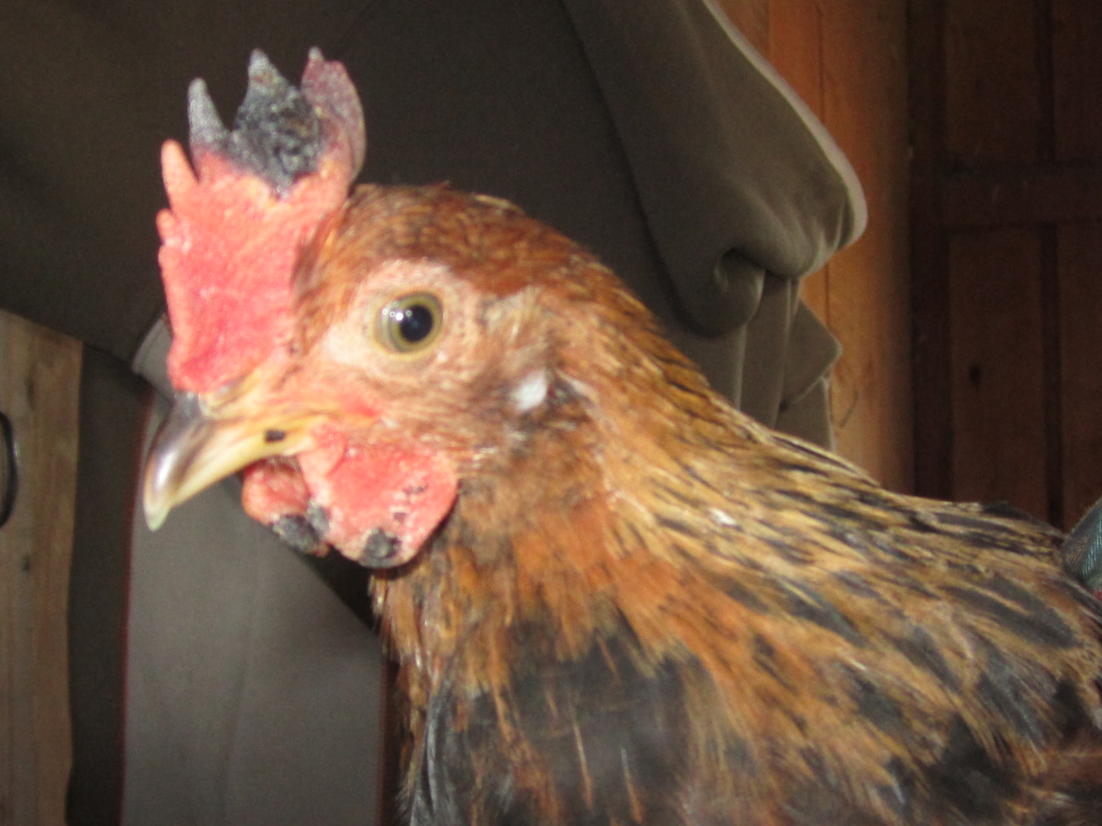 A crown of Jewels Chicken with Black Swollen Spot on Comb