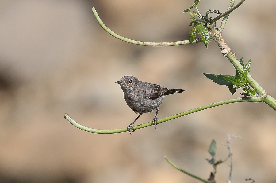 African Olive Pigeon - Raydah Escarpment Blackstart
