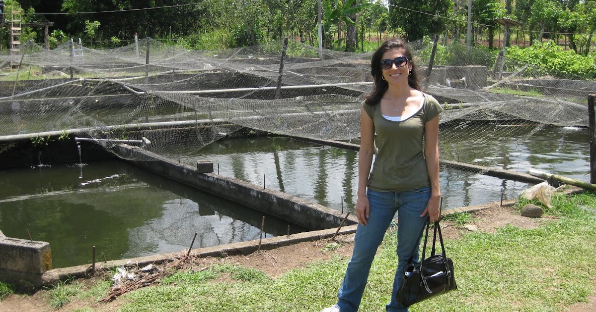 Costa Rica Blogging Tilapia Farming In Costa Rica