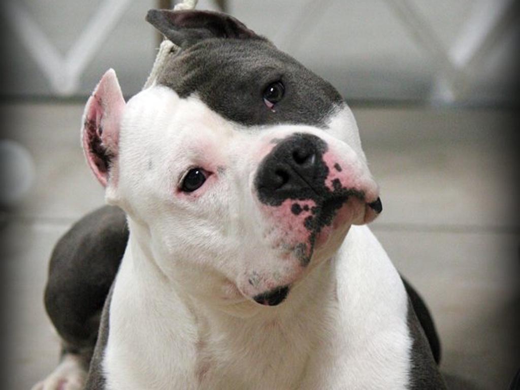 Amazing American Staffordshire Terrier Wallpapers Amazing American Staffordshire Terrier Wallpapers