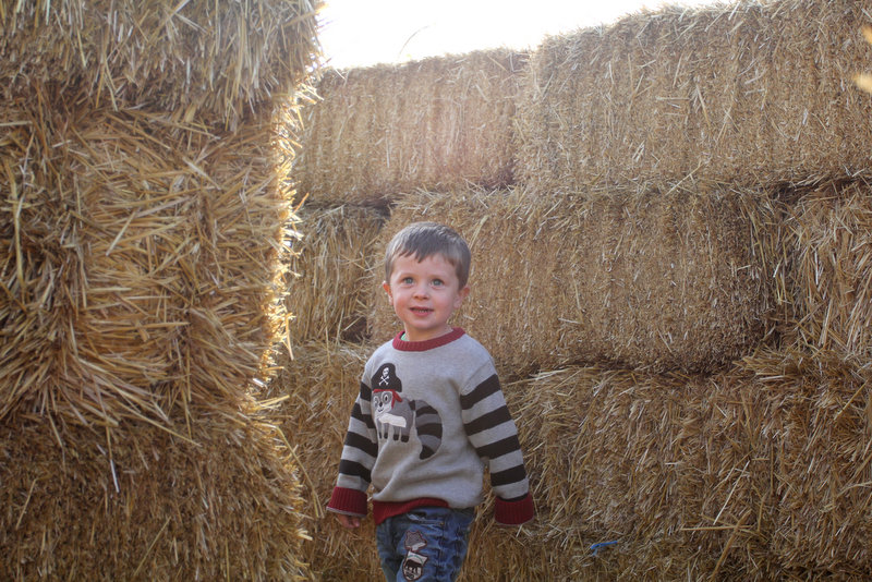 he was in the happiest mood running at top speed through the zig zaggy paths so happy in fact that i snapped my new favorite photo of him - Wheeler Farm Halloween he was in the happiest mood running at top speed through the zig zaggy paths so happy in fact that i snapped my new favorite photo of him - Wheeler Farm Halloween
