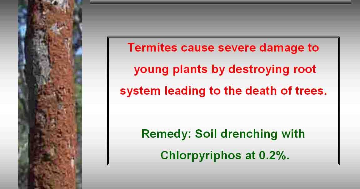 Chemical Termite Control Natural Home Depot Clove Oil Chemical Termite Control Natural Home Depot Clove Oil