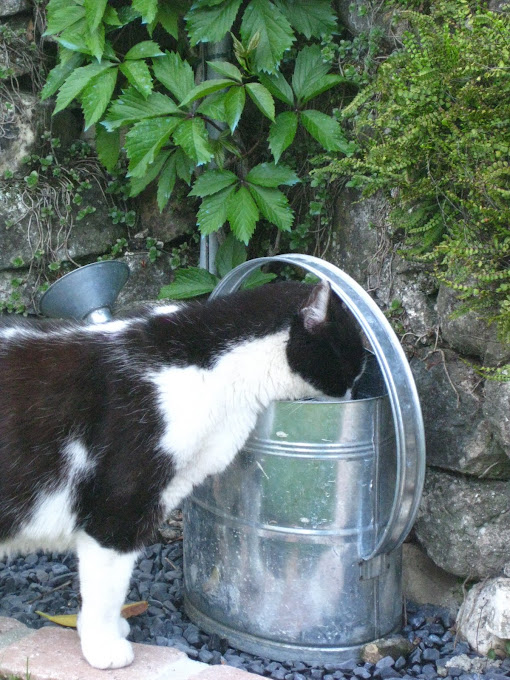 *Thirsty cat*