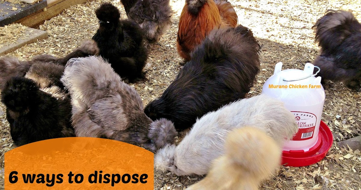 Murano Chicken Farm 6 Ways to dispose of coop bedding