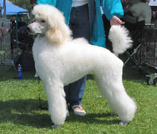 Anjing Poodle Lucu