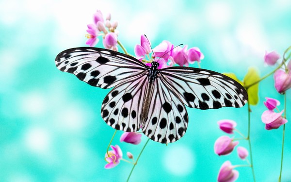 Beautiful Butterfly Images HD for Mobile