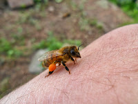 Bee with pollen on legs