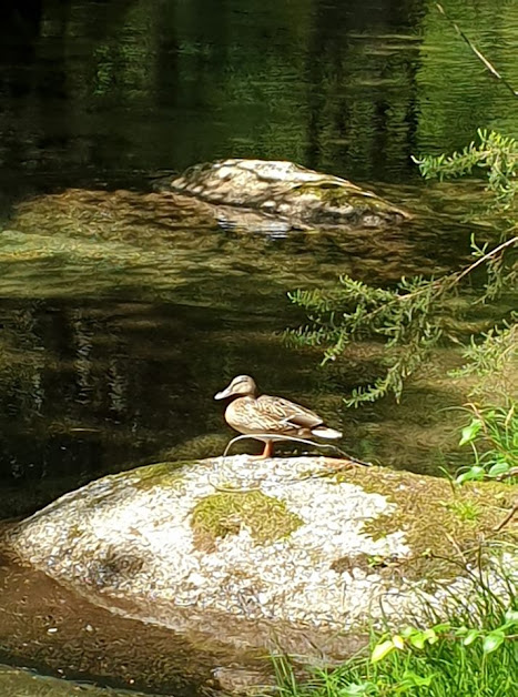 PATO REAL FÊMEA Anas platyrhynchos