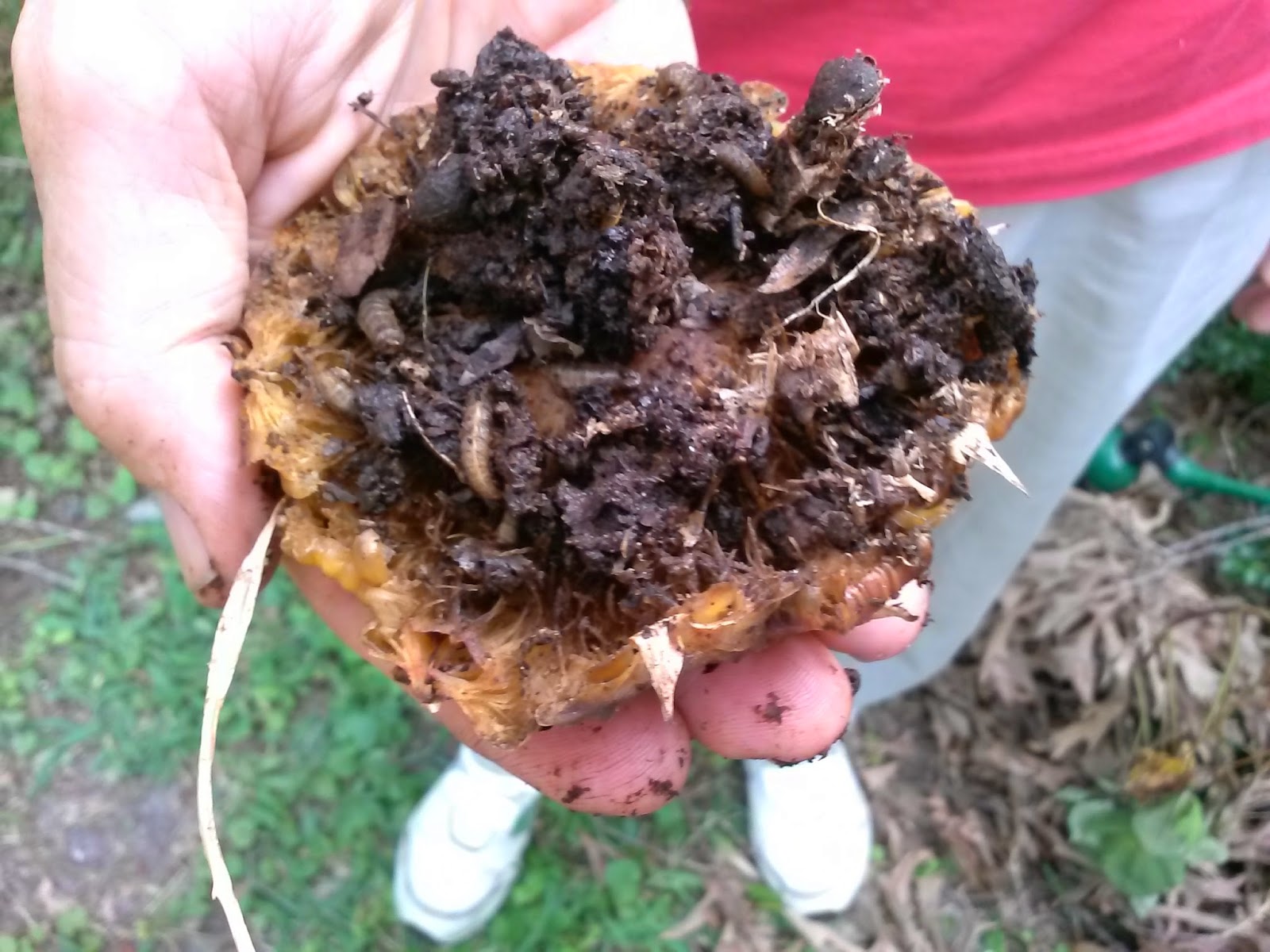 black soldier fly larvae black soldier fly larvae