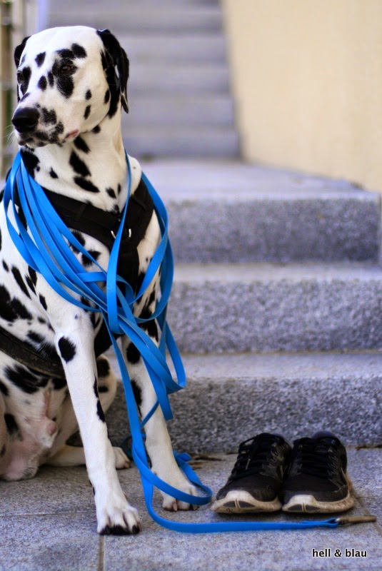 hell&blau Hunde und Lifestyleblog [jogging dog].