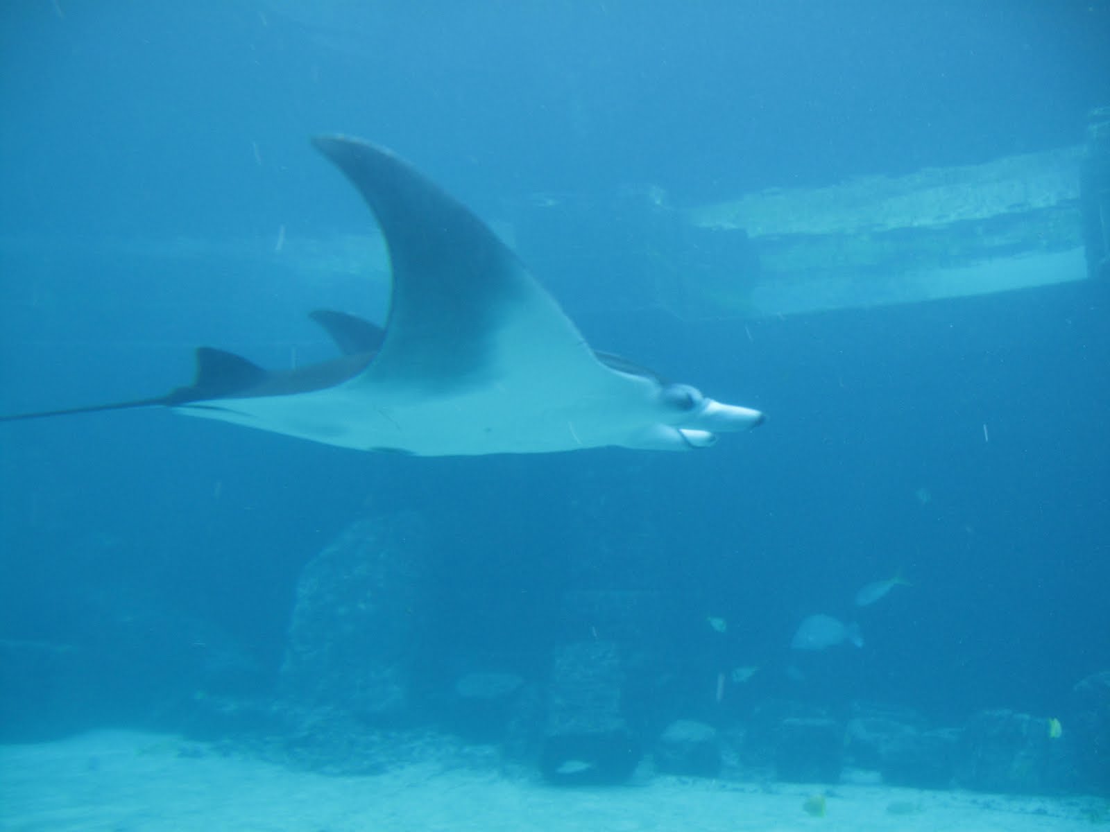 The Maia Chronicles: Bahamas Beaches & Fish