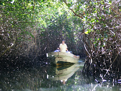 Panga Approaching in the Estuary