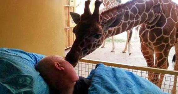 Girafa dá um beijo de despedida no tratador em estado terminal