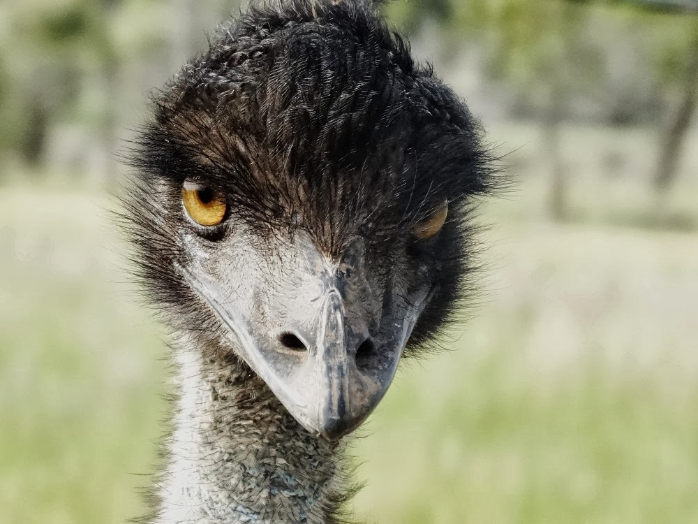 Snap Happy Birding: Emu