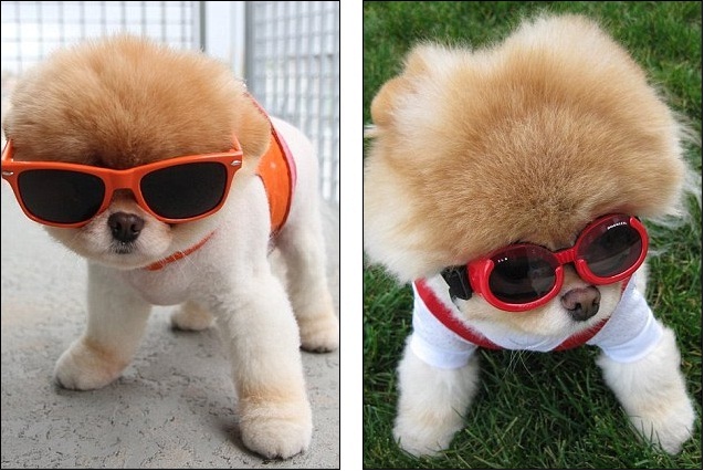 ForAnimalLover: Is this the cutest dog in the world? Boo the Pomeranian has  millions of fans and his own book