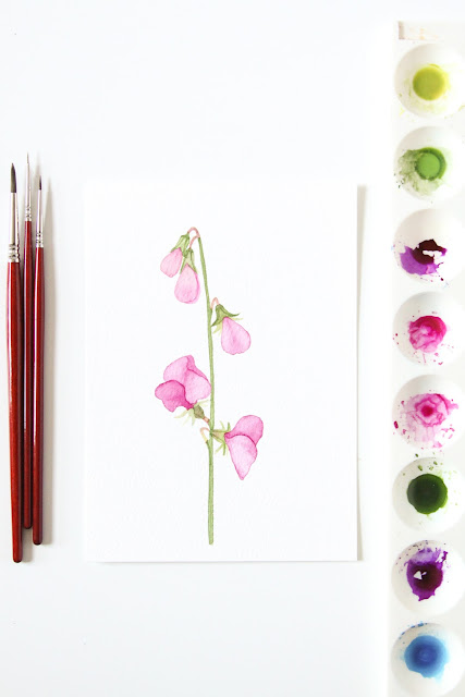 sweet peas, watercolor sweet peas, botanical watercolor, watercolor flowers, Anne Butera, My Giant Strawberry