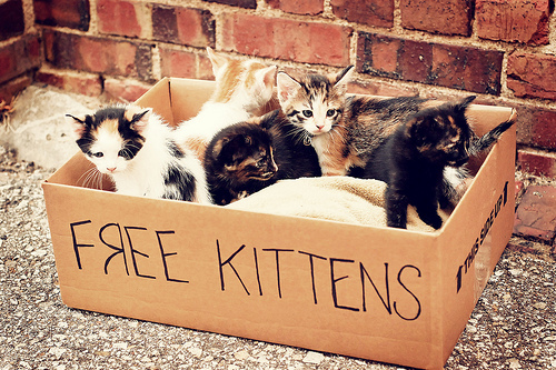 Cat Piano For Sale Cat Piano For Sale