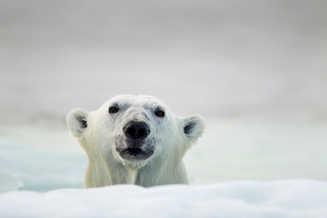  Retratos extremadamente íntimas de osos polares nadando