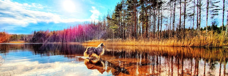 Häivähdyksen kennel