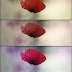 Free Coloring/Texture PSD plus Tutorial