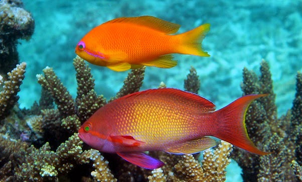 akvaryum habitat kizildeniz biyotop akvaryumu