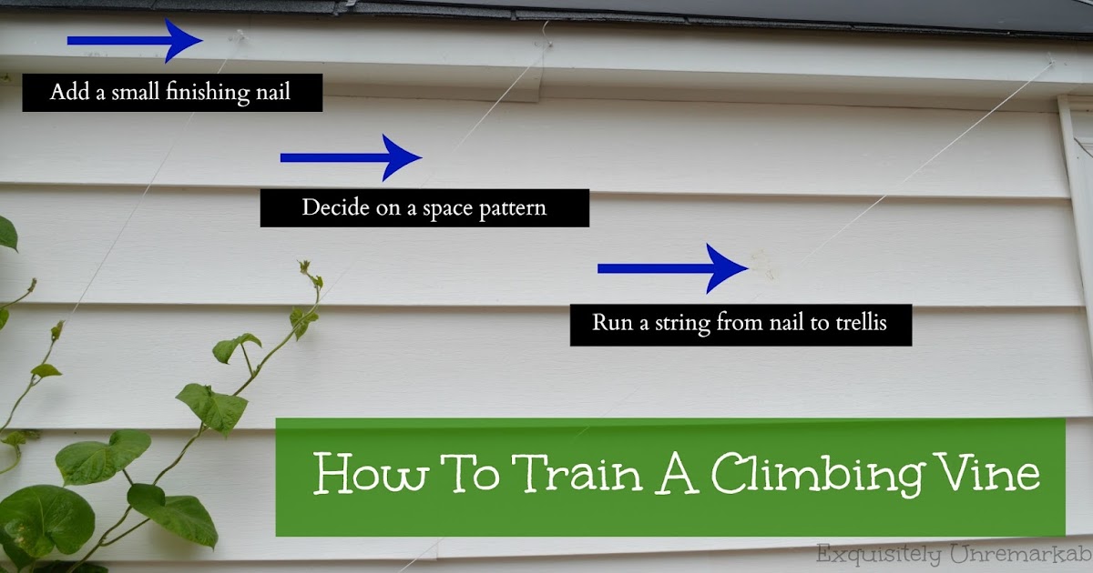 How To Train A Climbing Vine On A Trellis Exquisitely Unremarkable