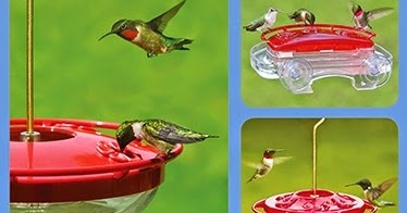 wild birds unlimited keep mold away from hummingbird feeders wild birds unlimited keep mold away from hummingbird feeders