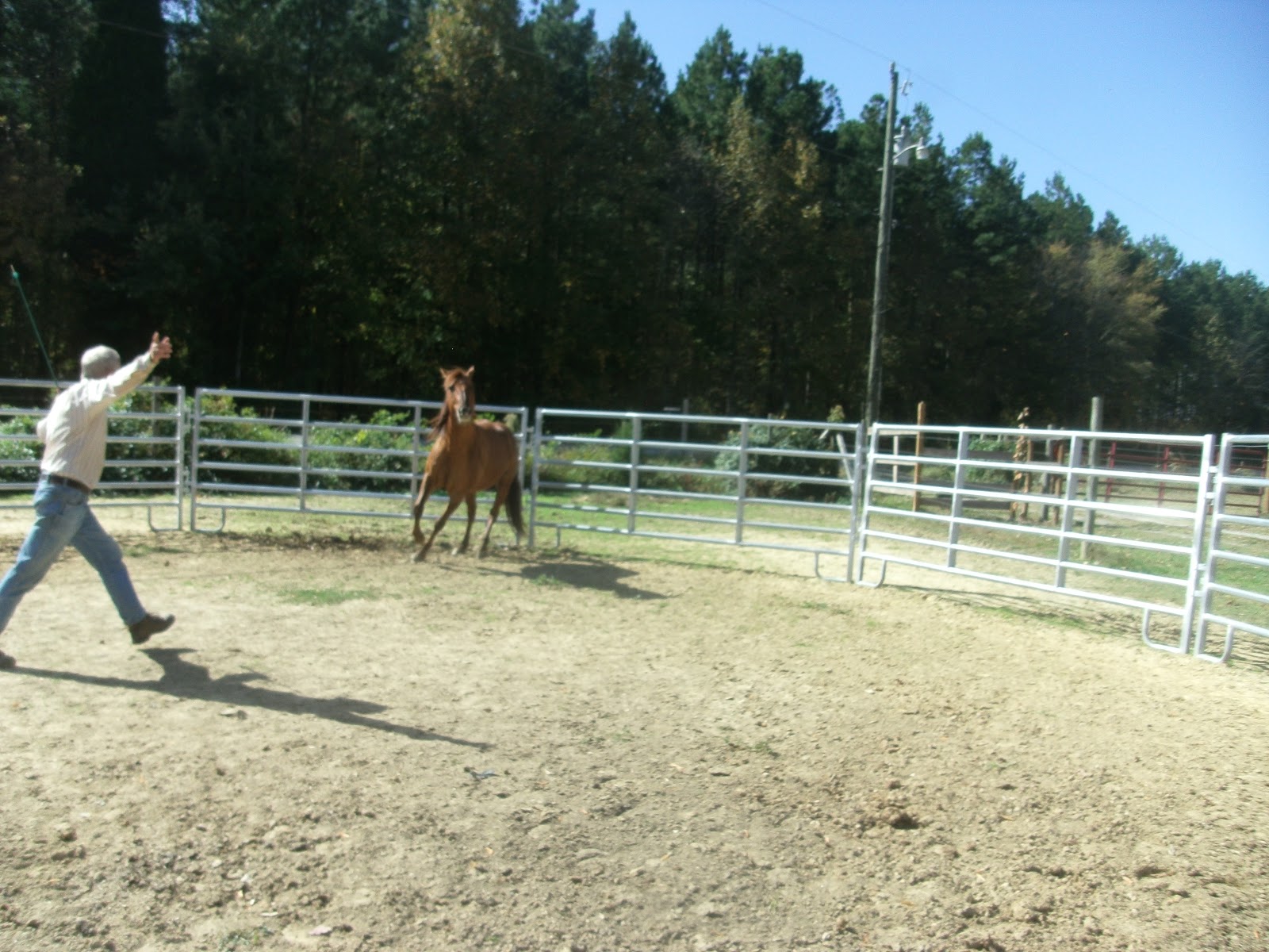 Horse Training The Carolina Cowboy Round Ring Copper's First Session