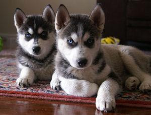 Filhote de Husky Siberiano