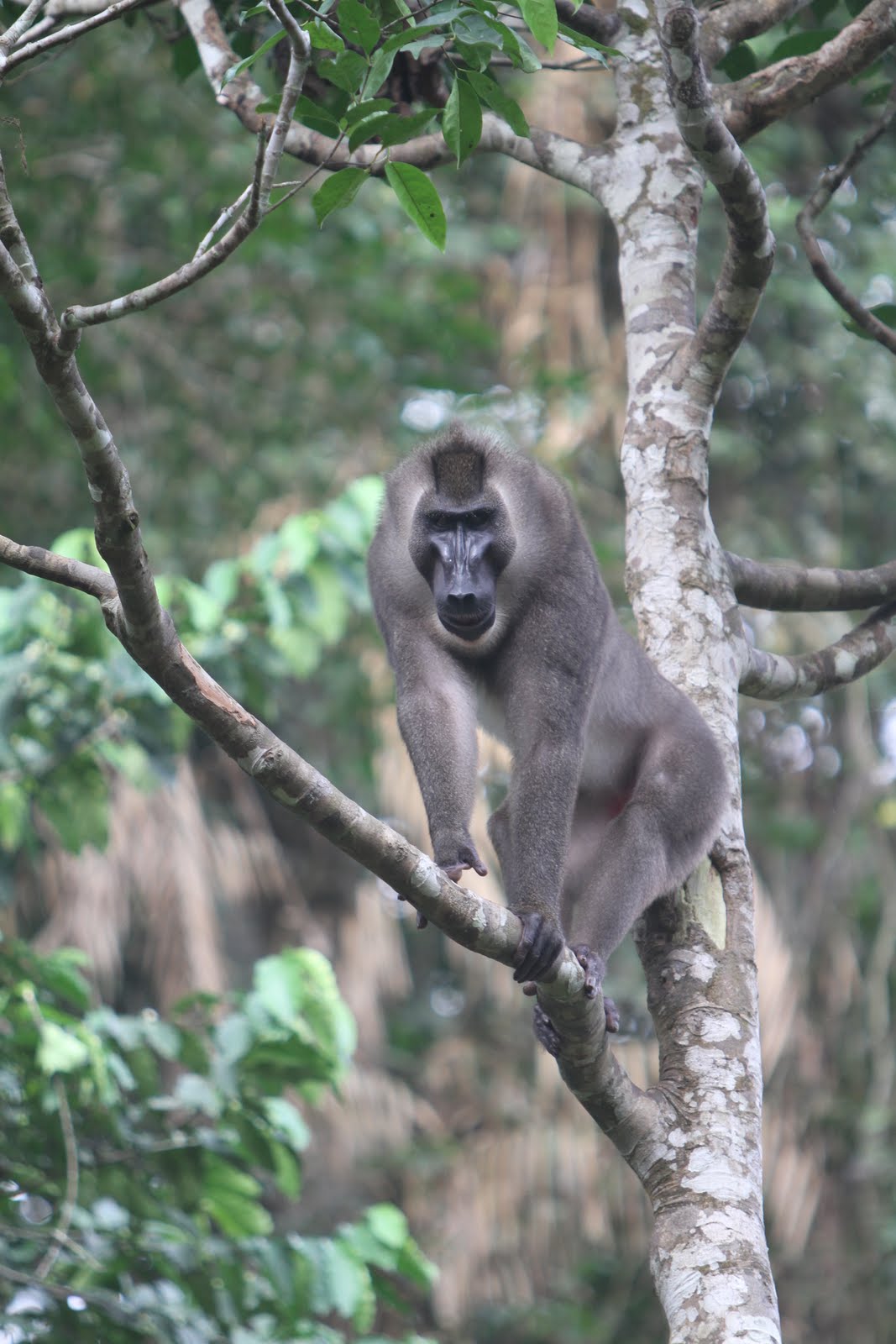 Beyond Adventure The Last of the Drill Monkeys