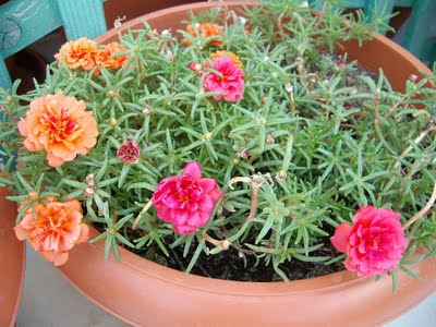 Cicekcilikte Tek Adresiniz E Botanik Bahcesine Hos Geldiniz Kedi Tirnagi Parpar Cicegi Bakimi Yetiitirilmesi Ve Cogaltilmasi